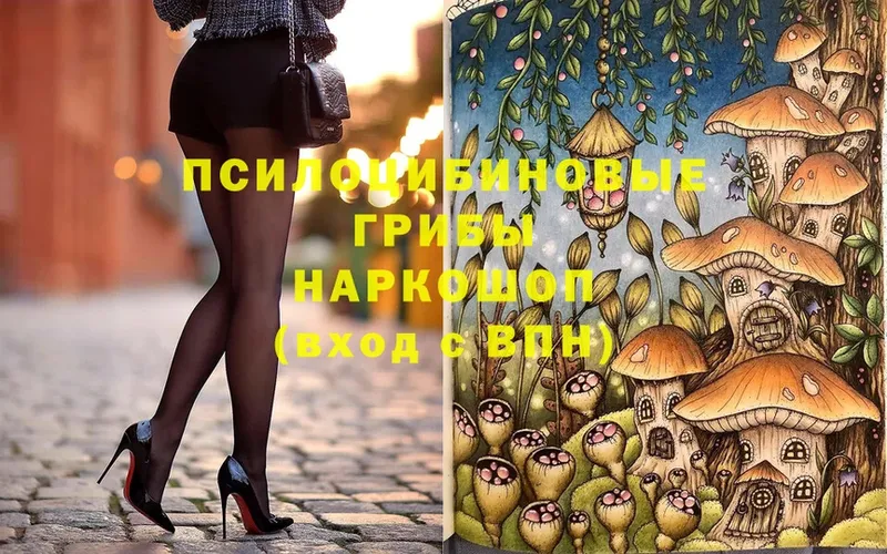 цена   Дорогобуж  Псилоцибиновые грибы Psilocybe 